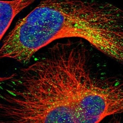 ARHGAP4 Antibody, Novus Biologicals:Antibodies:Primary Antibodies